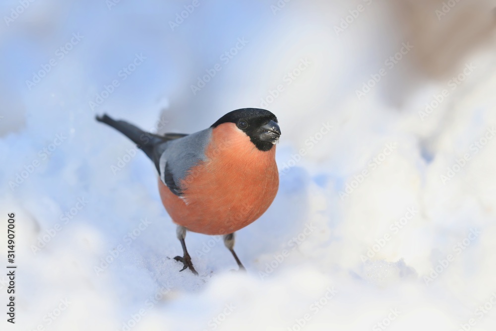 Fototapeta premium Beautiful Eurasian bullfinch sits in the snow. Male bullfinch in the nature habitat. Pyrrhula pyrrhula. Winter scene wih a song bird.