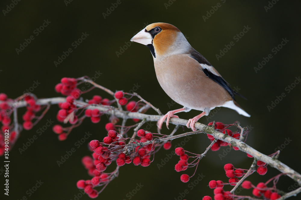 Fototapeta premium Hawfinch. Coccothraustes coccothraustes.