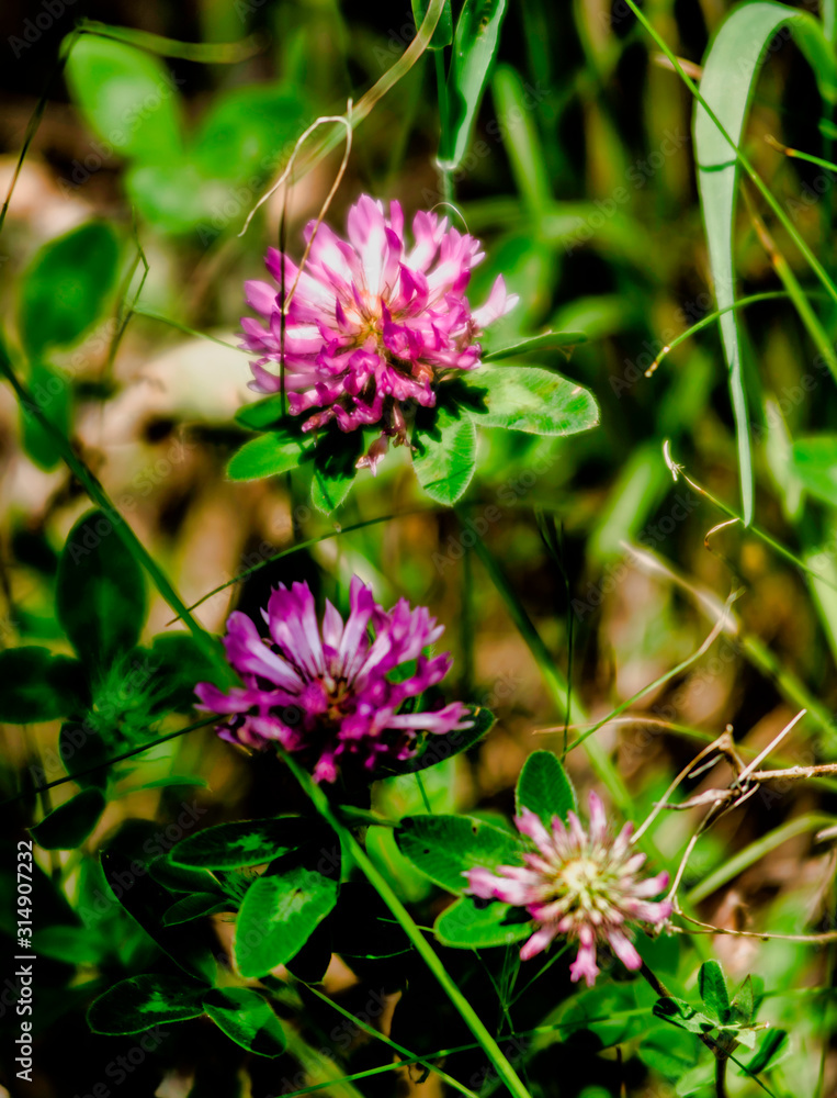 Fleurs de trèfle à Brénod, France Fleurs de trèfle à Brénod, France