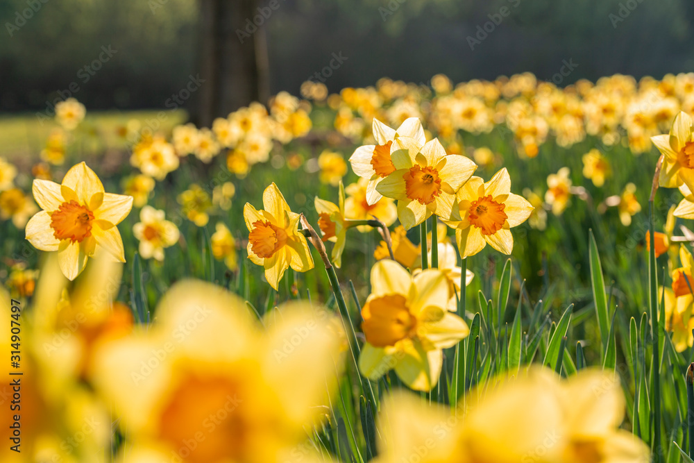 Obraz premium Blossom Spring Daffodil Flowers