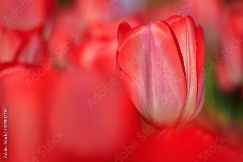 Wonderful blooming of colorful tulips. Tulips are a symbol of spring. Intentionally blurred.