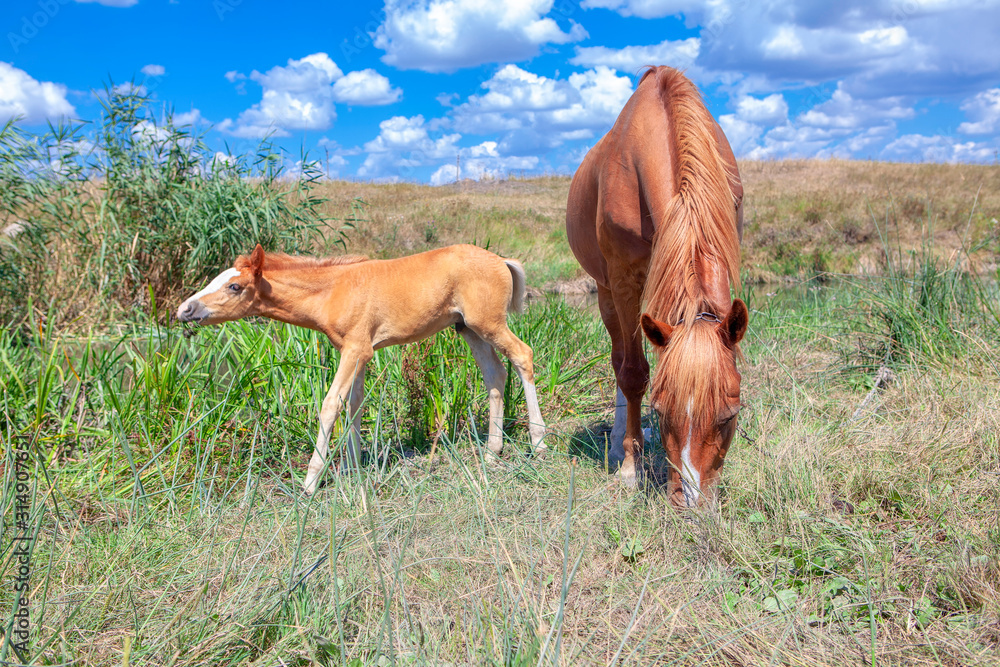 Fototapeta premium adorable foal and mare on the meadow