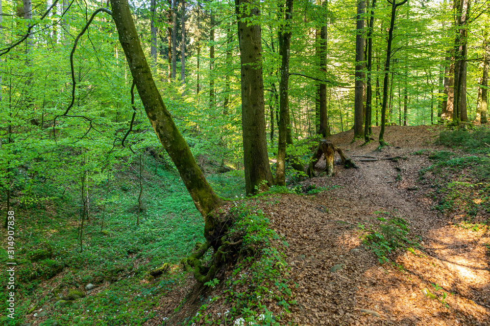 Fototapeta premium Entspannung erfahren im Wald