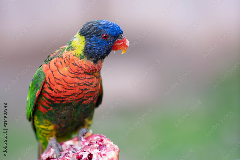 Rainbow Lorikeet Colorful Parrot.