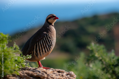 Fototapeta Red-legged partridge