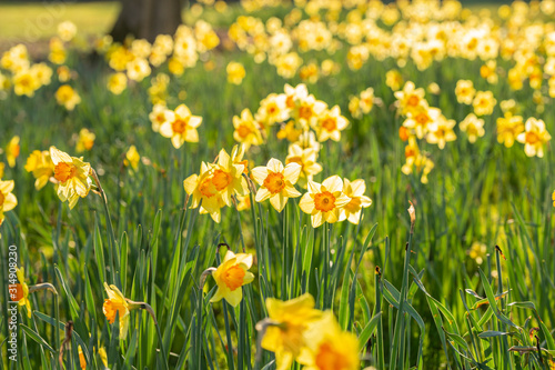 Blossom Daffodil Flowers Meadow