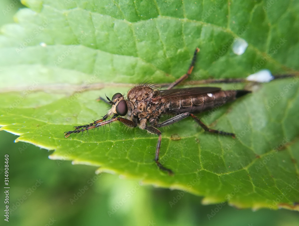 Brown heath robberfly, Machimus (Tolmerus) cingulatus Brown heath robberfly, Machimus (Tolmerus) cingulatus