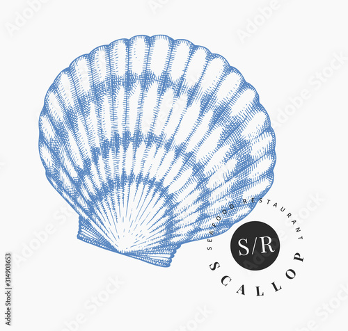 Scallop illustration. Hand drawn vector seafood illustration. Engraved style seashell. Retro mollusk image. Pearl shell illistration