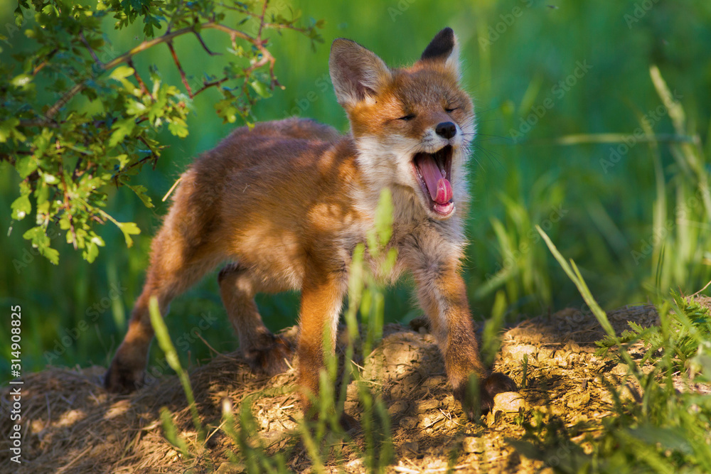 A young fox shot in a forest. A young fox shot in a forest.