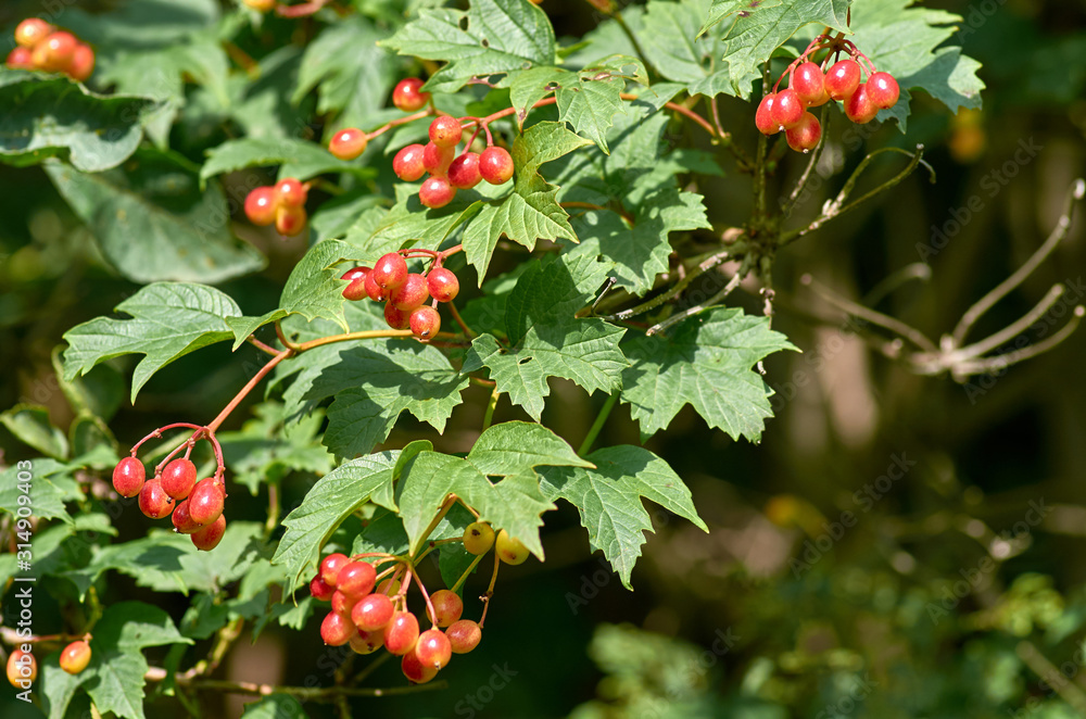 Obraz premium red berries of viburnum on a branch