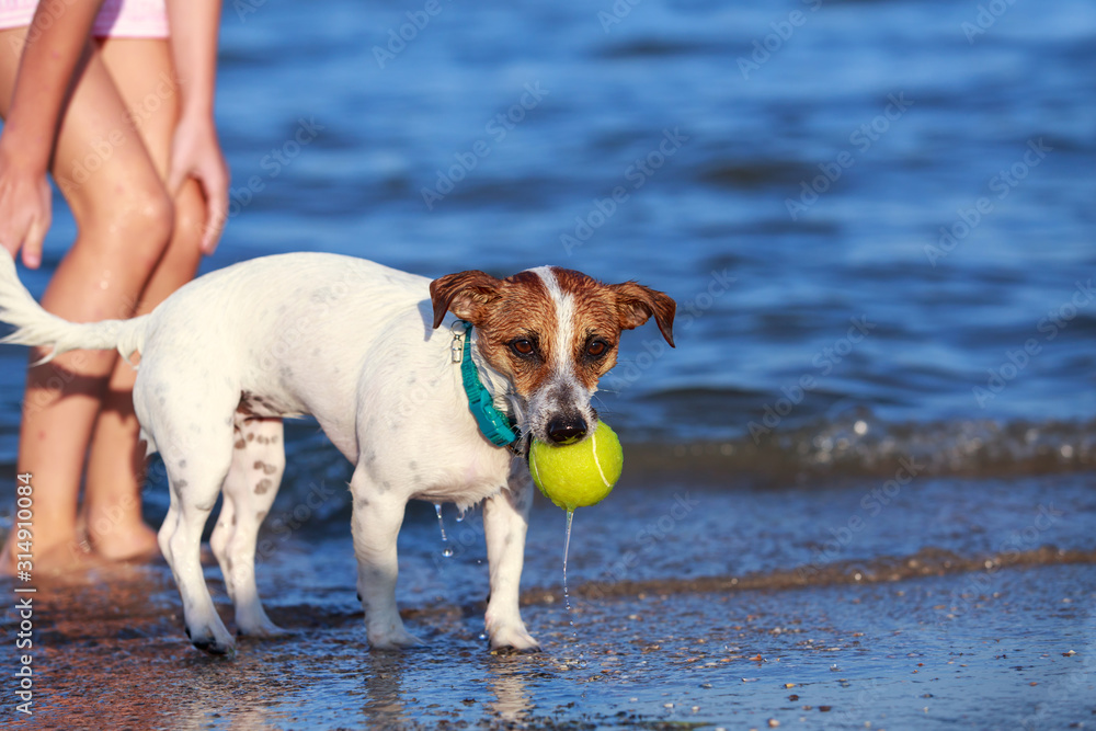 Dog breed Jack Russell Terrier Dog breed Jack Russell Terrier