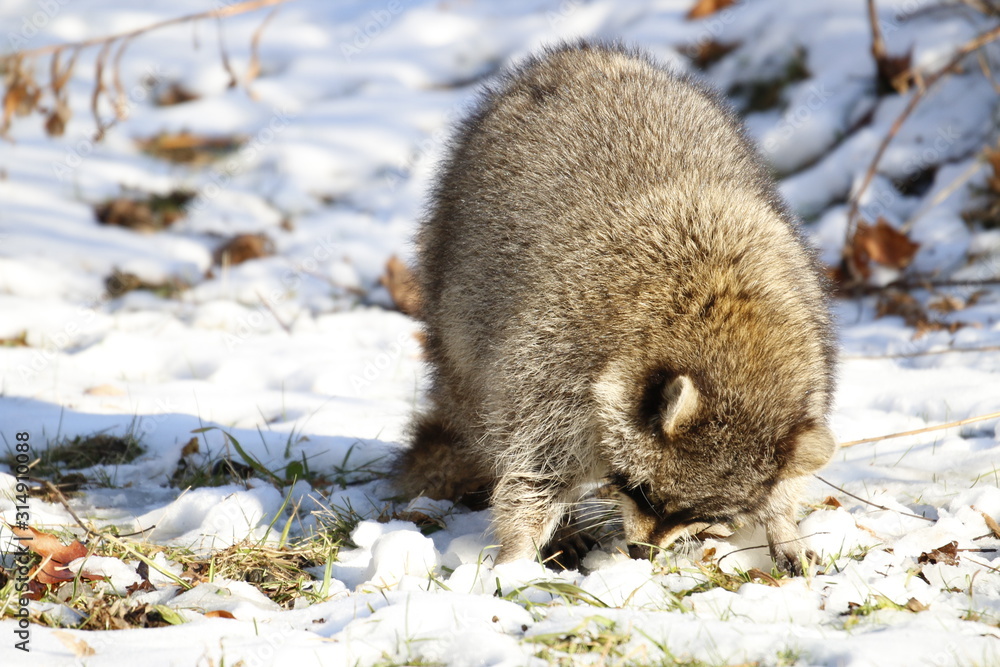 Obraz premium Rabid Raccoon foaming at the mouth. While this particular raccoon may not be rabid, a wet sick raccoon foaming at the mouth is a sign of rabies. Rabies is deadly.