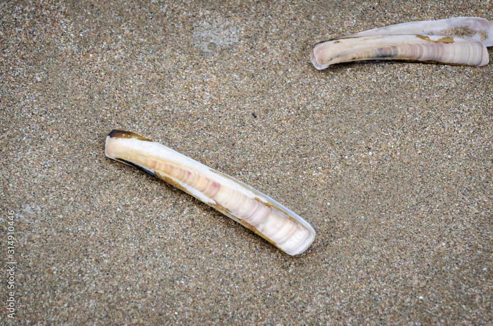 razor clam on the beach