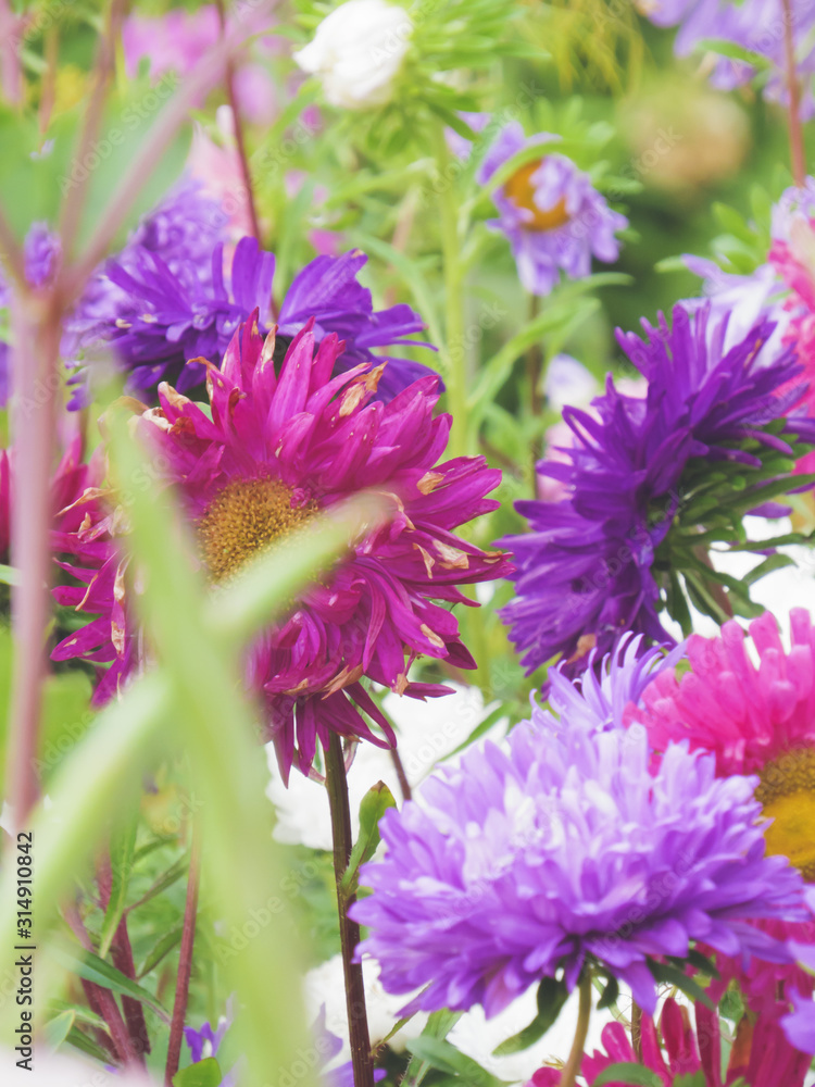 Obraz premium Bright multicolored asters drowning in the greenery of the garden.