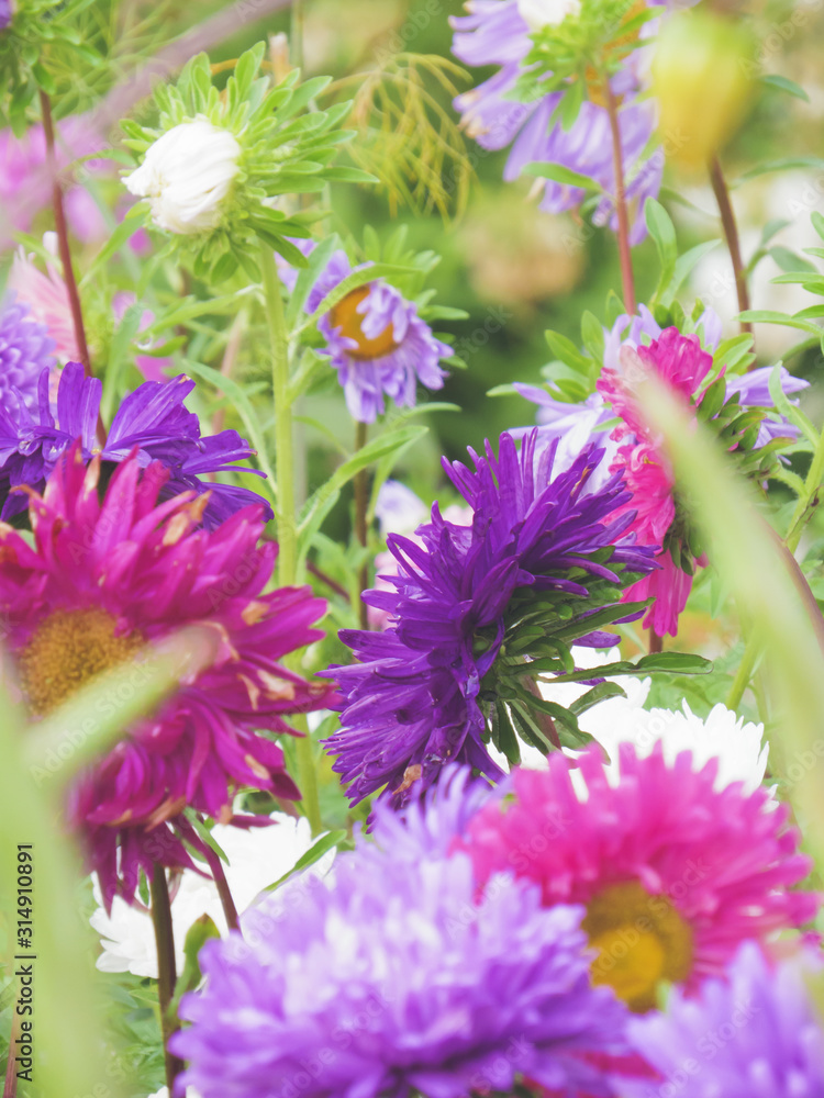 Obraz premium Bright multicolored asters drowning in the greenery of the garden.