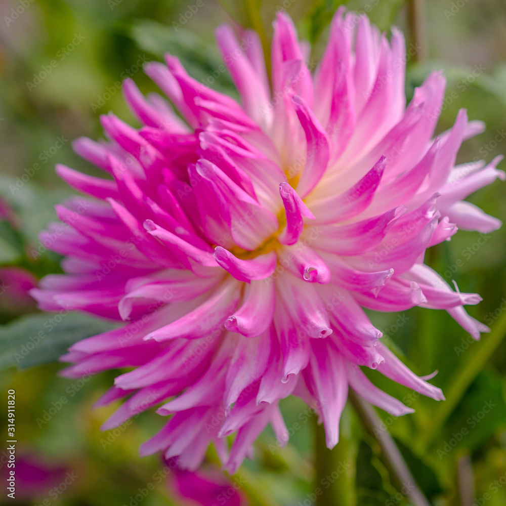 Dahlia Dahlia