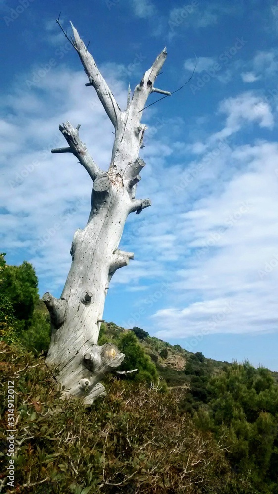 Fototapeta premium structure of a dry oak in the mountai