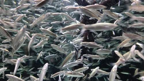 Wide shot of hundreds of sardines in a swarm filling up the frame. Silvery fishes swimming in all directions crating a chaotic background texture. photo