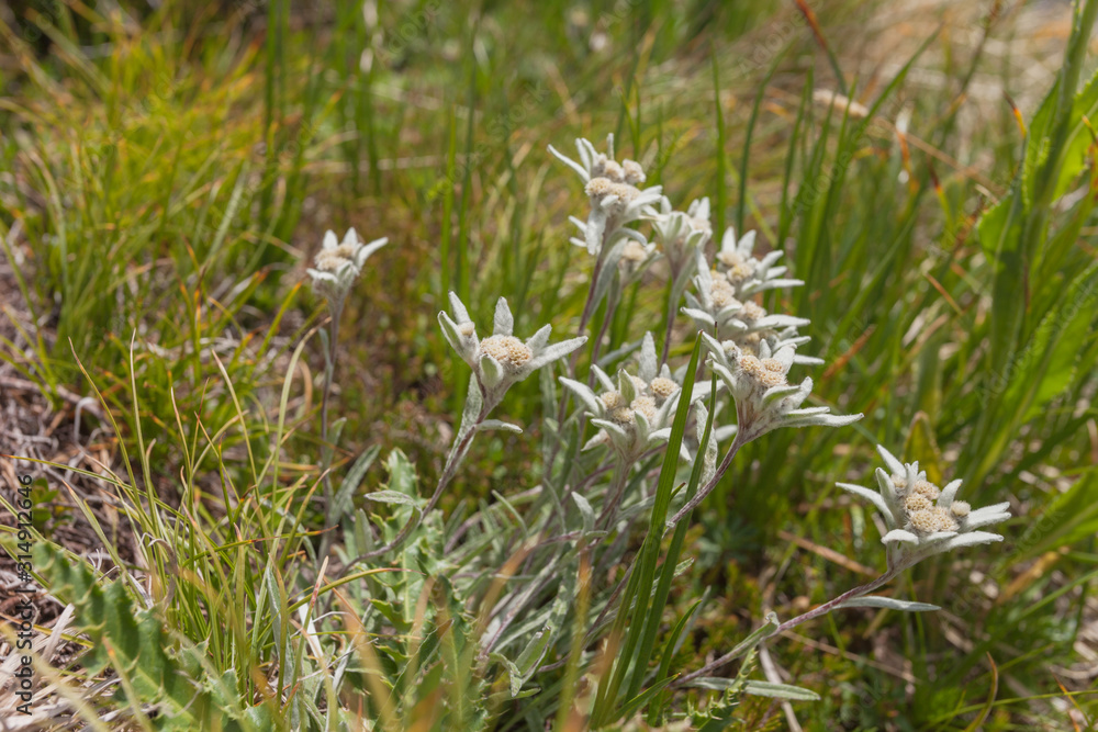 Leontopodium alpinum in a sunny evening in the Italian Dolomites Leontopodium alpinum in a sunny evening in the Italian Dolomites
