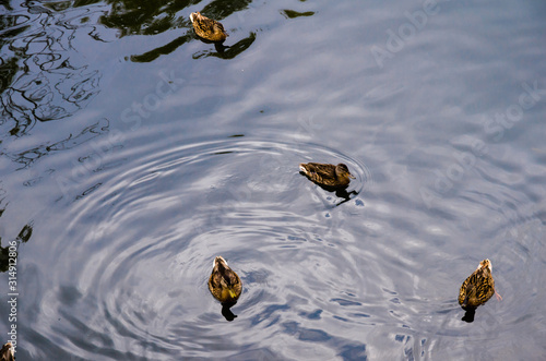 Ducks on a small lake swim and look for food. An ideal place for these beautiful birds.