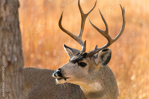 Canvas Print Autumn Bull Mule Deer - Close-up view of a bull mule deer wandering and grazing in a mountain forest on a bright Autumn evening