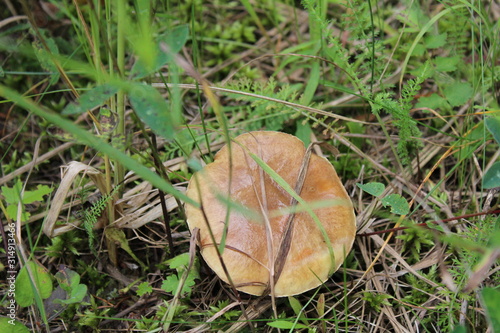 mushroom in the grass