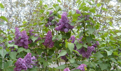  Blooming lilac bird cherry in the garden
