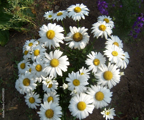  Daisies bloomed