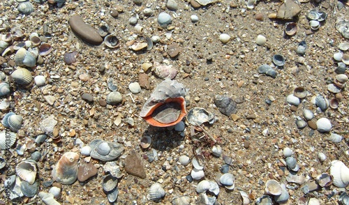  After a storm on the shore, many raps