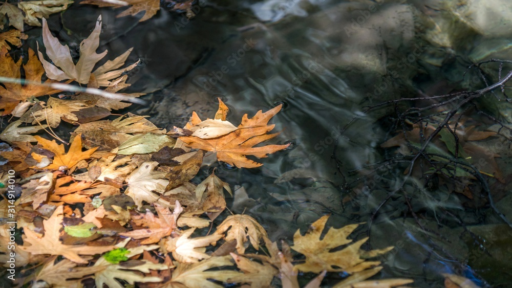 Autumn leaves in puddle water reflection view. Forest of Cyprus Autumn leaves in puddle water reflection view. Forest of Cyprus