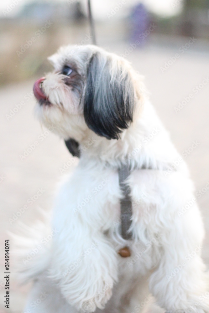 Shih Tzu dog sitting close up shot taken in garden Shih Tzu dog sitting close up shot taken in garden