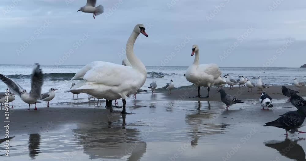 Swans and birds on the ocean. Pigeons, seagulls, leyuyadi stand on the seashore or ocean. Swans and birds on the ocean. Pigeons, seagulls, leyuyadi stand on the seashore or ocean.