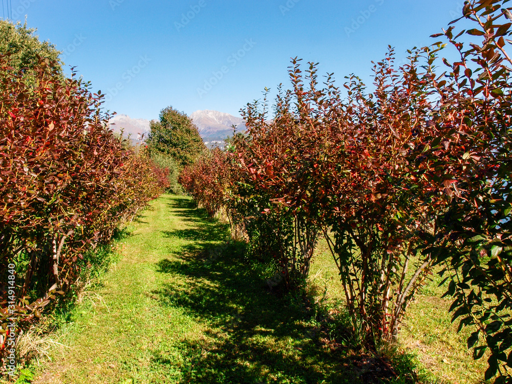 Fototapeta premium farm and decorations