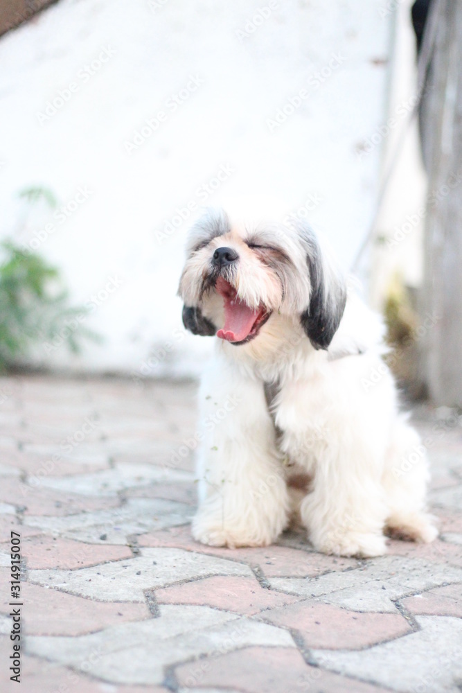 Shih Tzu dog sitting close up shot taken in garden