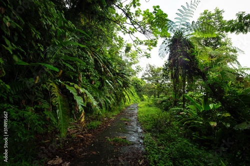 Hiking in Guadeloupe rainforest 