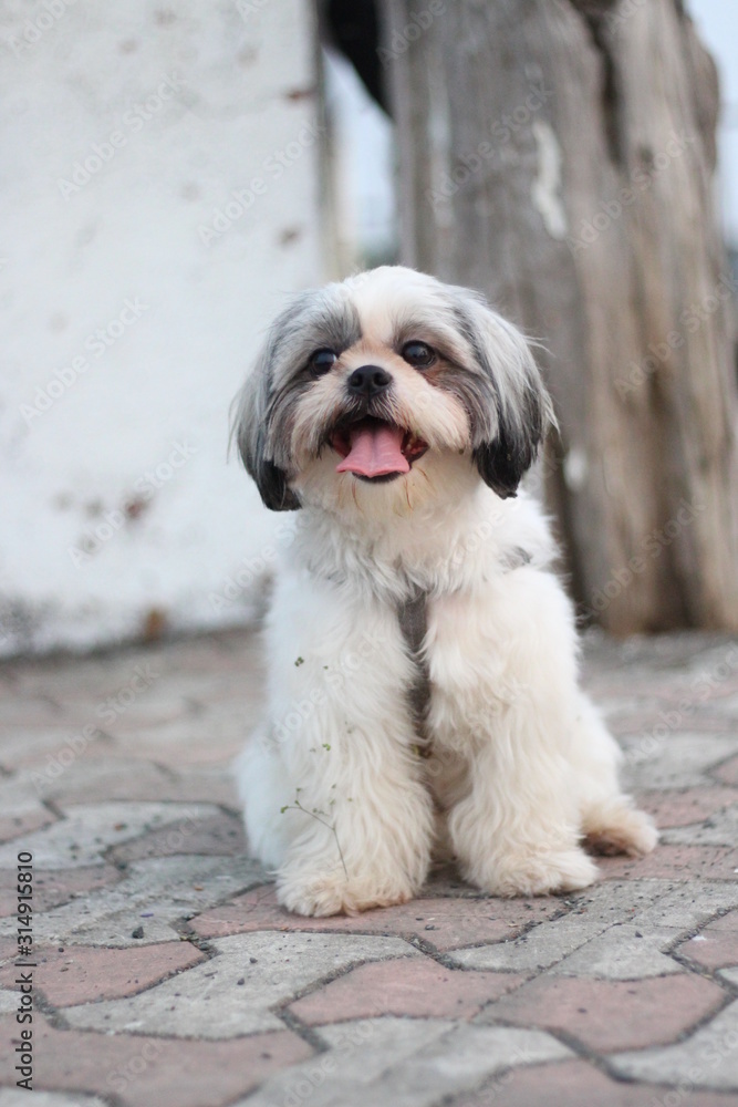 Shih Tzu dog sitting close up shot taken in garden