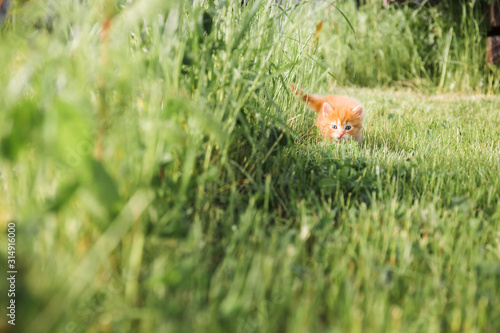 Little ginger kitten with blue eyes walks in green grass
