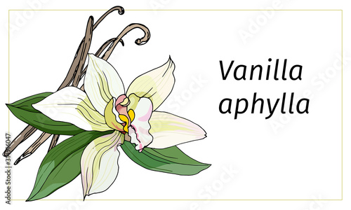 Vanilla flower on a white background. Realistic vector illustration. Tropical flower vanilla aphylla