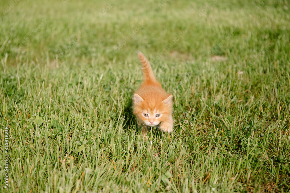 Little ginger kitten with blue eyes walks in green grass