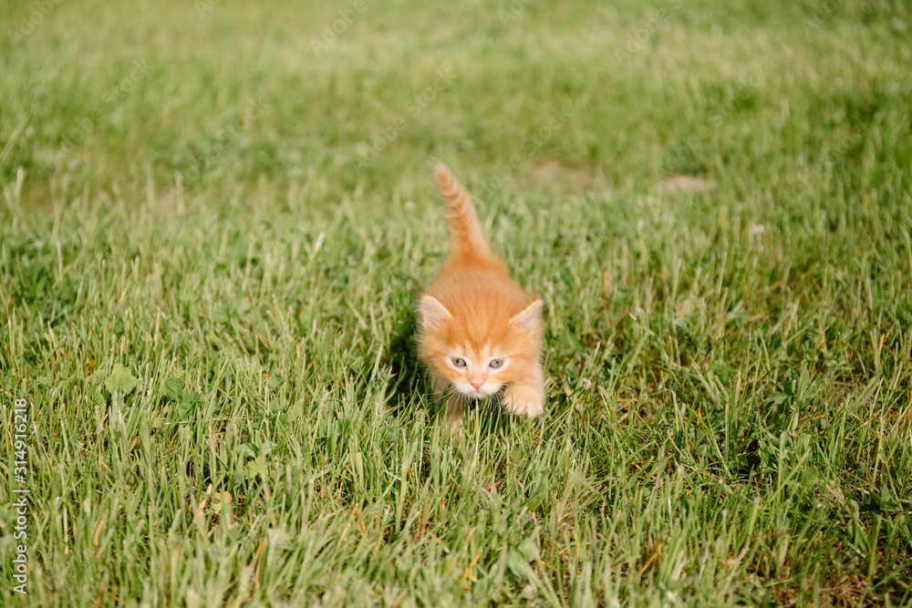 Little ginger kitten with blue eyes walks in green grass Little ginger kitten with blue eyes walks in green grass