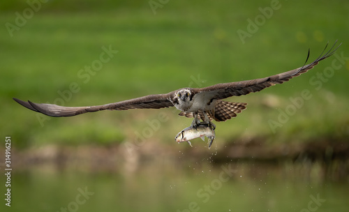 Osprey with a fish