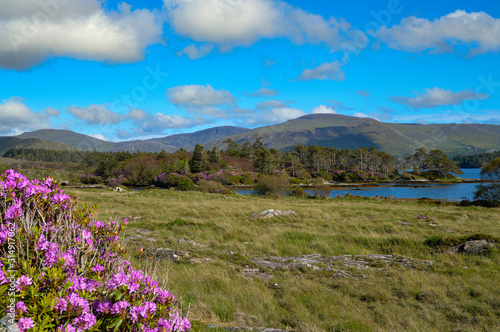Wildflowers with mountains and lake in an Irish landscape © Antoinee