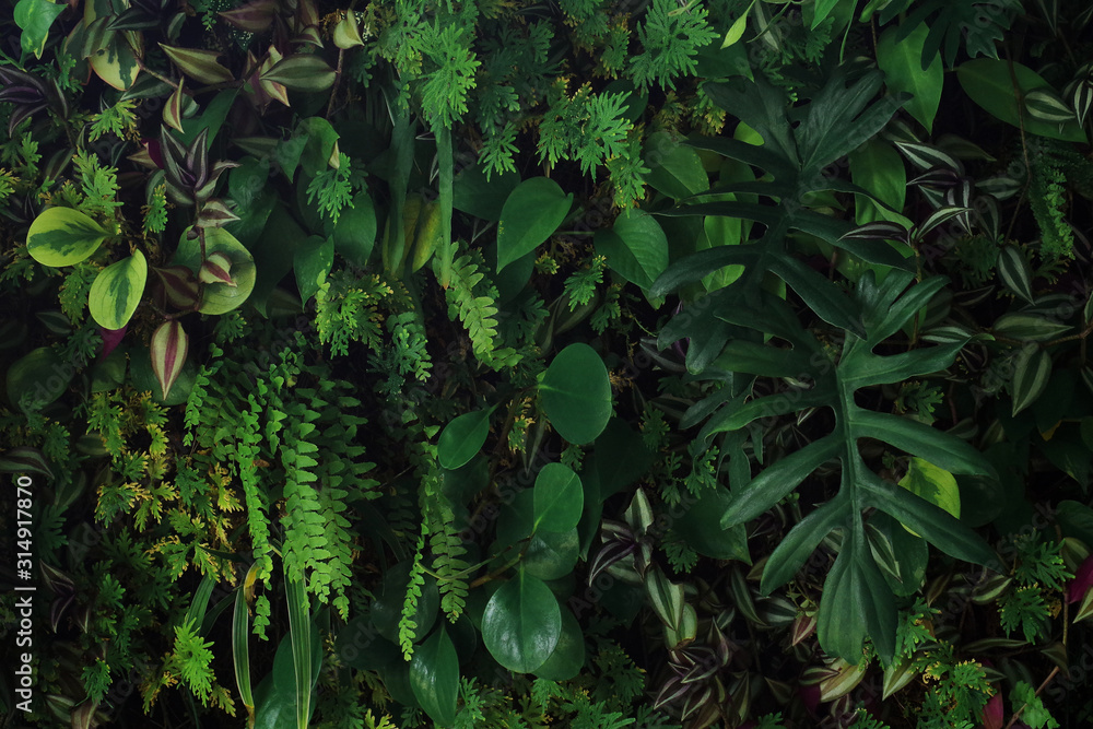 Plakat Vertical garden nature backdrop, living green wall indoors