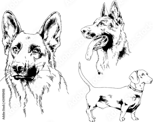 vector drawings sketches pedigree dogs in the racks drawn in ink by hand , objects with no background	