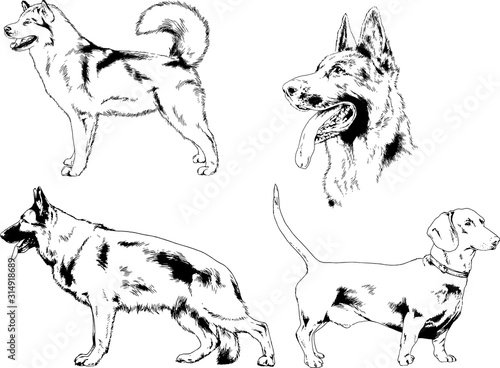 vector drawings sketches pedigree dogs in the racks drawn in ink by hand , objects with no background	