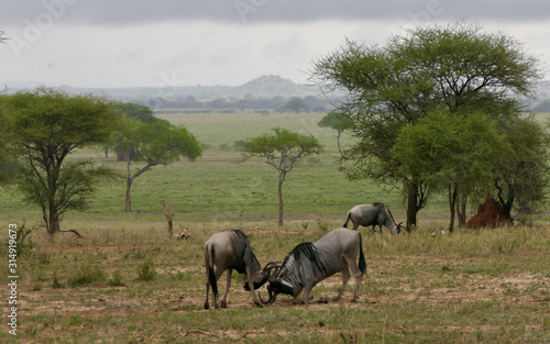 Zwei Gnus kämpfen in Savanne, Serengeti, Tansania, Afrika