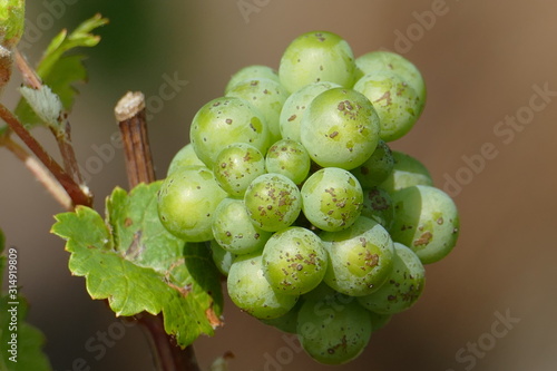 Grüne Traubenbeeren mit Blatt und Ast photo