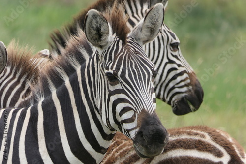 Closeup of zebras in savannah  serengeti  tanzania  Africa