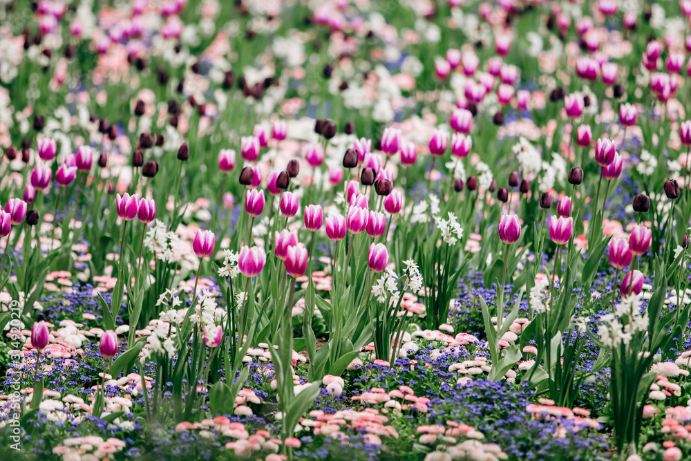 Field of blooming tulips. Wallpaper of flowers. Wallpaper of tulips.