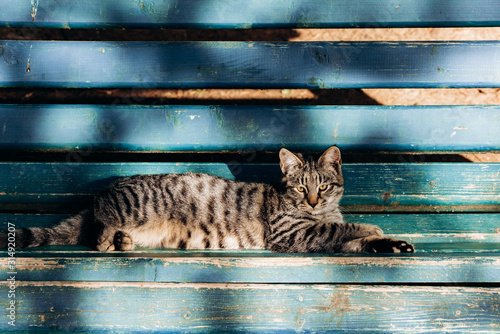 A gray cat sits on a wooden bench near the house. Cute gray cat sitting on a wooden bench outdoors.
